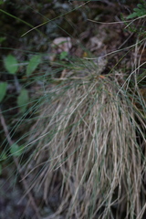 Festuca acuminata