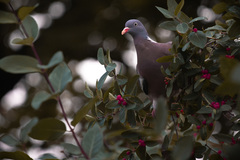 Columba palumbus