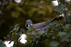 Columba palumbus