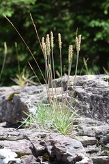 Plantago maritima serpentina