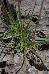Plantago maritima serpentina