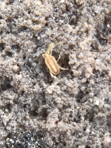 Argasidae