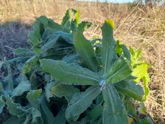 Helichrysum foetidum