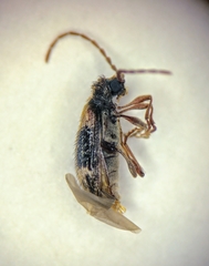 Ptinus