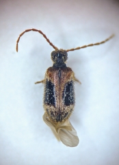 Ptinus