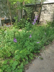Campanula rapunculoides