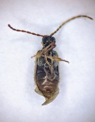 Ptinus