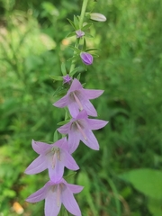 Campanula rapunculoides