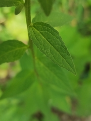 Campanula rapunculoides