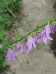 Campanula rapunculoides