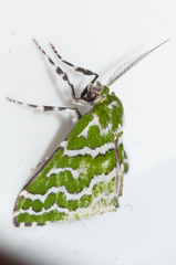 Argyrographa moderata