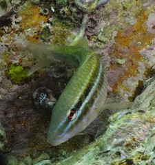 Parupeneus biaculeatus