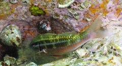 Parupeneus biaculeatus