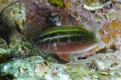 Parupeneus biaculeatus