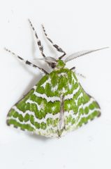 Argyrographa moderata