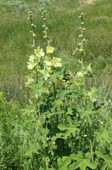 Alcea rugosa