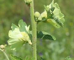 Alcea rugosa