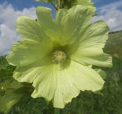Alcea rugosa
