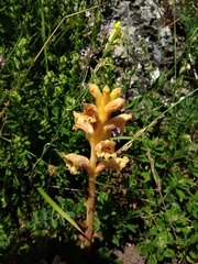 Orobanche teucrii