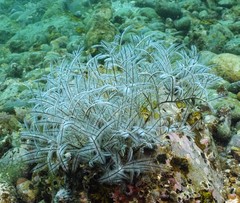 Macrorhynchia philippina