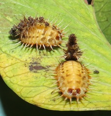 Aspidimorpha puncticosta