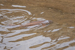 Cyprinus carpio