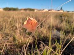 Gladiolus meridionalis