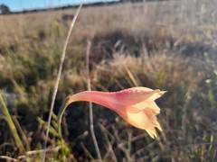 Gladiolus meridionalis