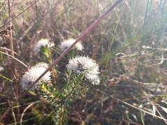 Agathosma gonaquensis