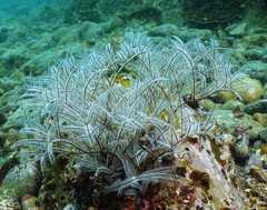 Macrorhynchia philippina