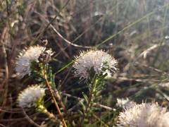Agathosma gonaquensis