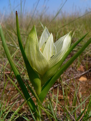 Colchicum striatum