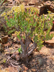 Crassula sarcocaulis
