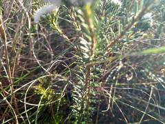 Agathosma gonaquensis