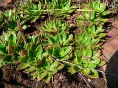 Craterostigma wilmsii