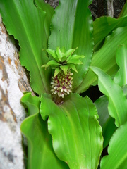 Eucomis montana
