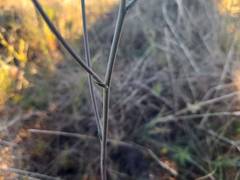 Senecio othonniflorus