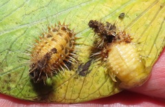 Aspidimorpha puncticosta