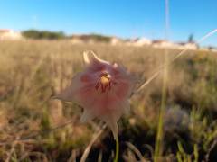 Gladiolus meridionalis