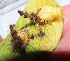 Aspidimorpha puncticosta