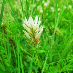 Astragalus inopinatus