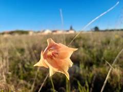 Gladiolus meridionalis