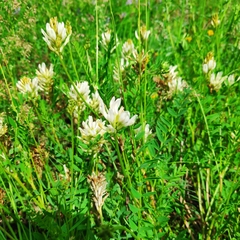Astragalus inopinatus