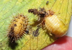 Aspidimorpha puncticosta