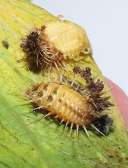 Aspidimorpha puncticosta