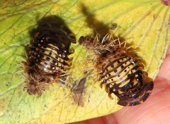 Aspidimorpha puncticosta