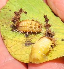 Aspidimorpha puncticosta