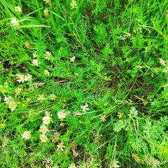 Astragalus inopinatus
