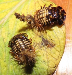 Aspidimorpha puncticosta