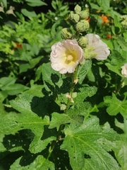 Alcea rosea